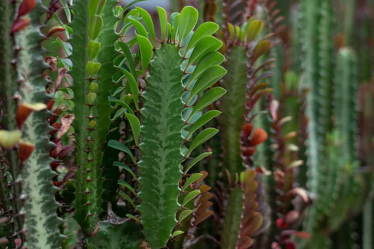 A cluster of drought-resistant succulent plants with thick, spiny green stems, vibrant new growth, and reddish edges, thriving in an arid environment