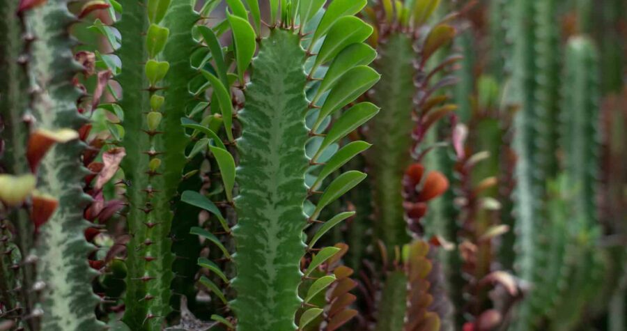 A cluster of drought-resistant succulent plants with thick, spiny green stems, vibrant new growth, and reddish edges, thriving in an arid environment