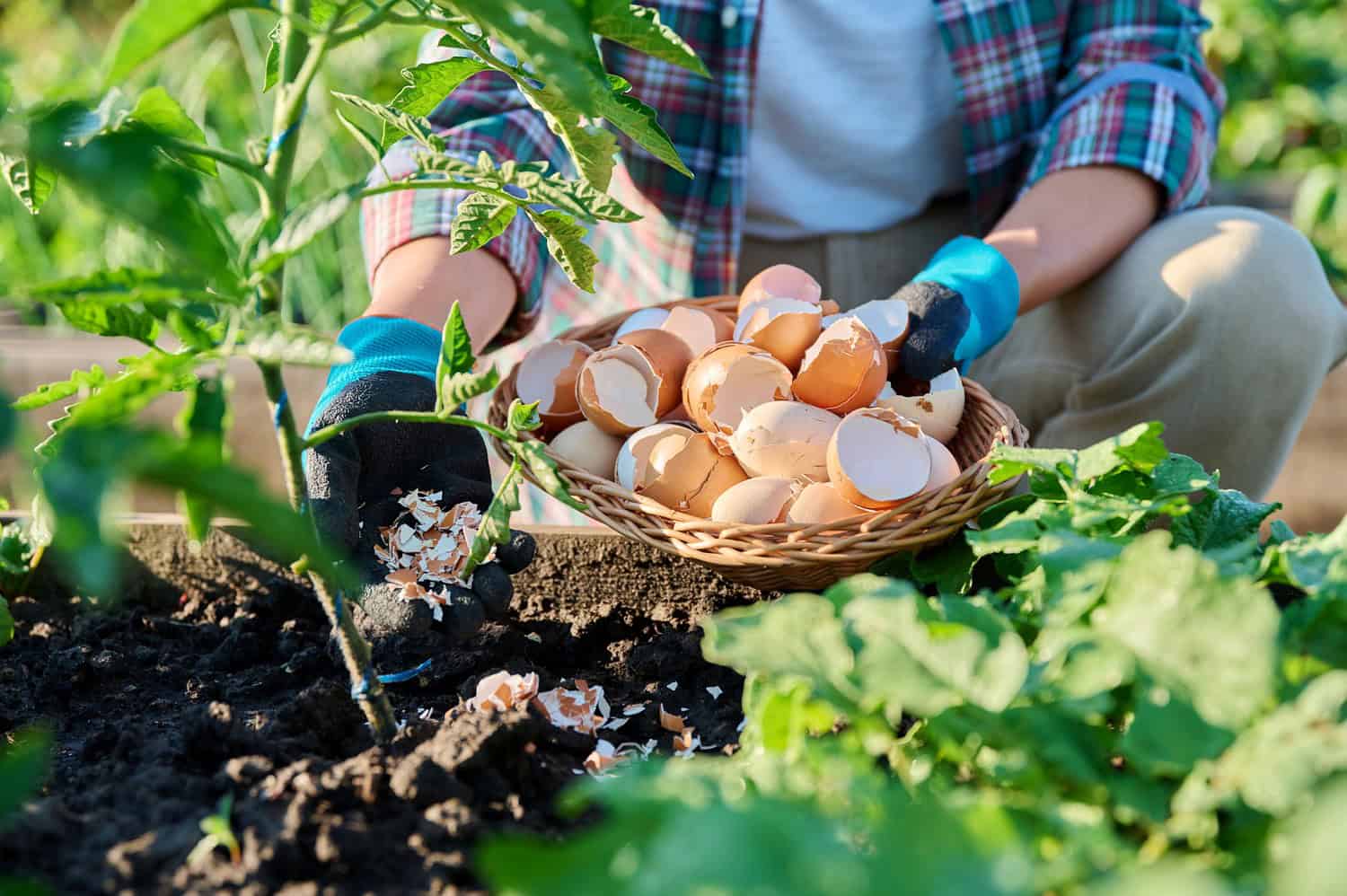Gardener placing eggshells around plants, basket full of eggshells, natural snail control