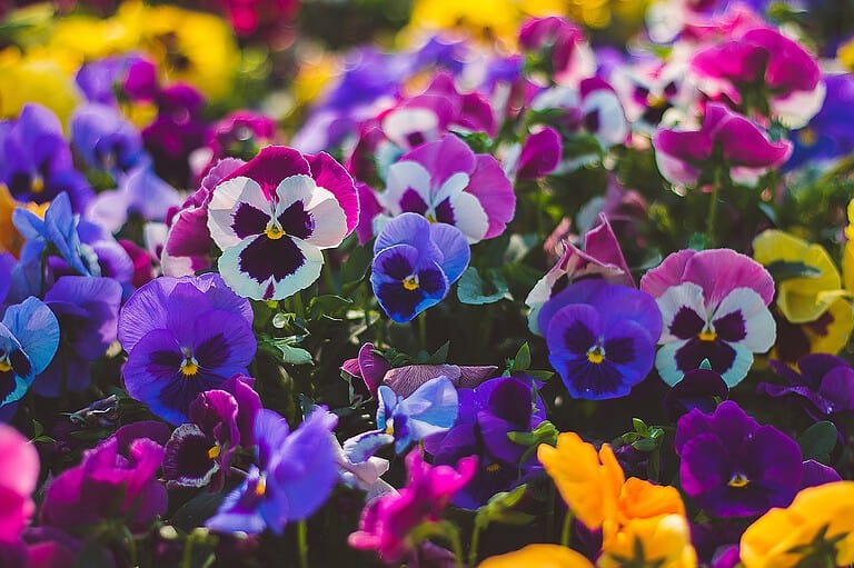Colorful pansies in bloom, purple, blue, yellow and pink flowers with distinctive face-like markings, garden display of vibrant flowering plants