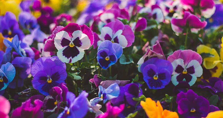 Colorful pansies in bloom, purple, blue, yellow and pink flowers with distinctive face-like markings, garden display of vibrant flowering plants