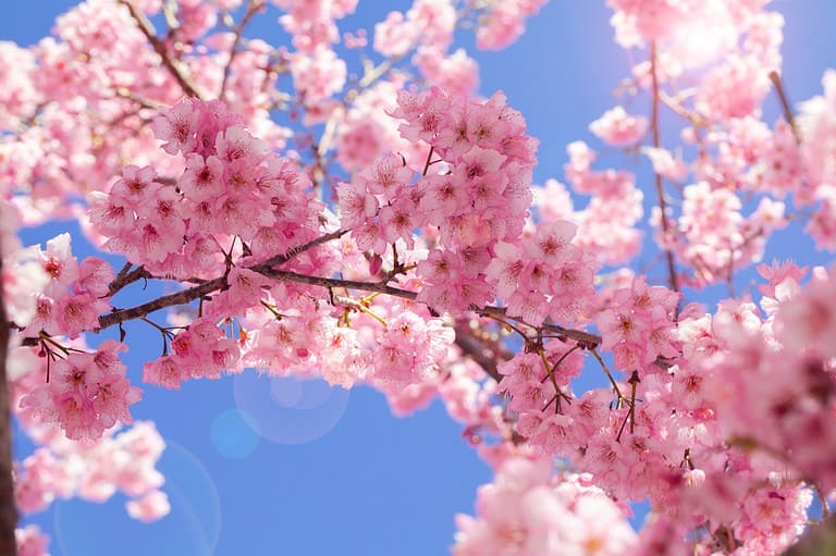 Discover the Flower That Represents Your Birth—and Your Soul