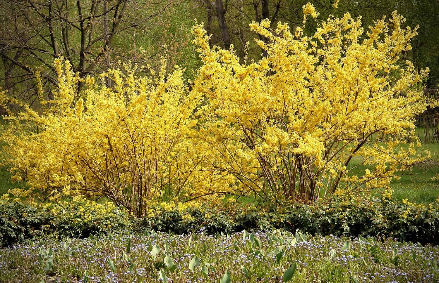 Bright yellow forsythia bushes in full bloom, lush green landscape, early spring scene, vibrant flowers against a wooded background, natural garden setting