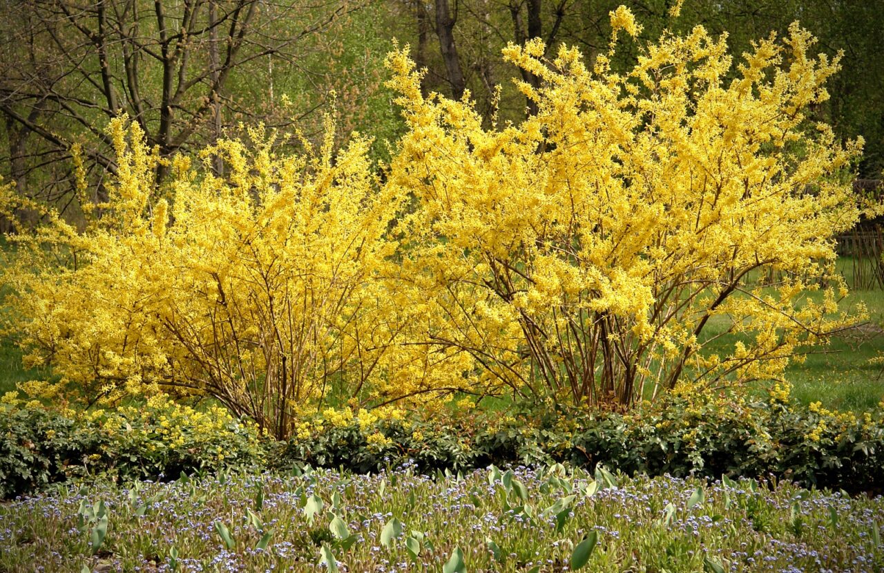 Bright yellow forsythia bushes in full bloom, lush green landscape, early spring scene, vibrant flowers against a wooded background, natural garden setting
