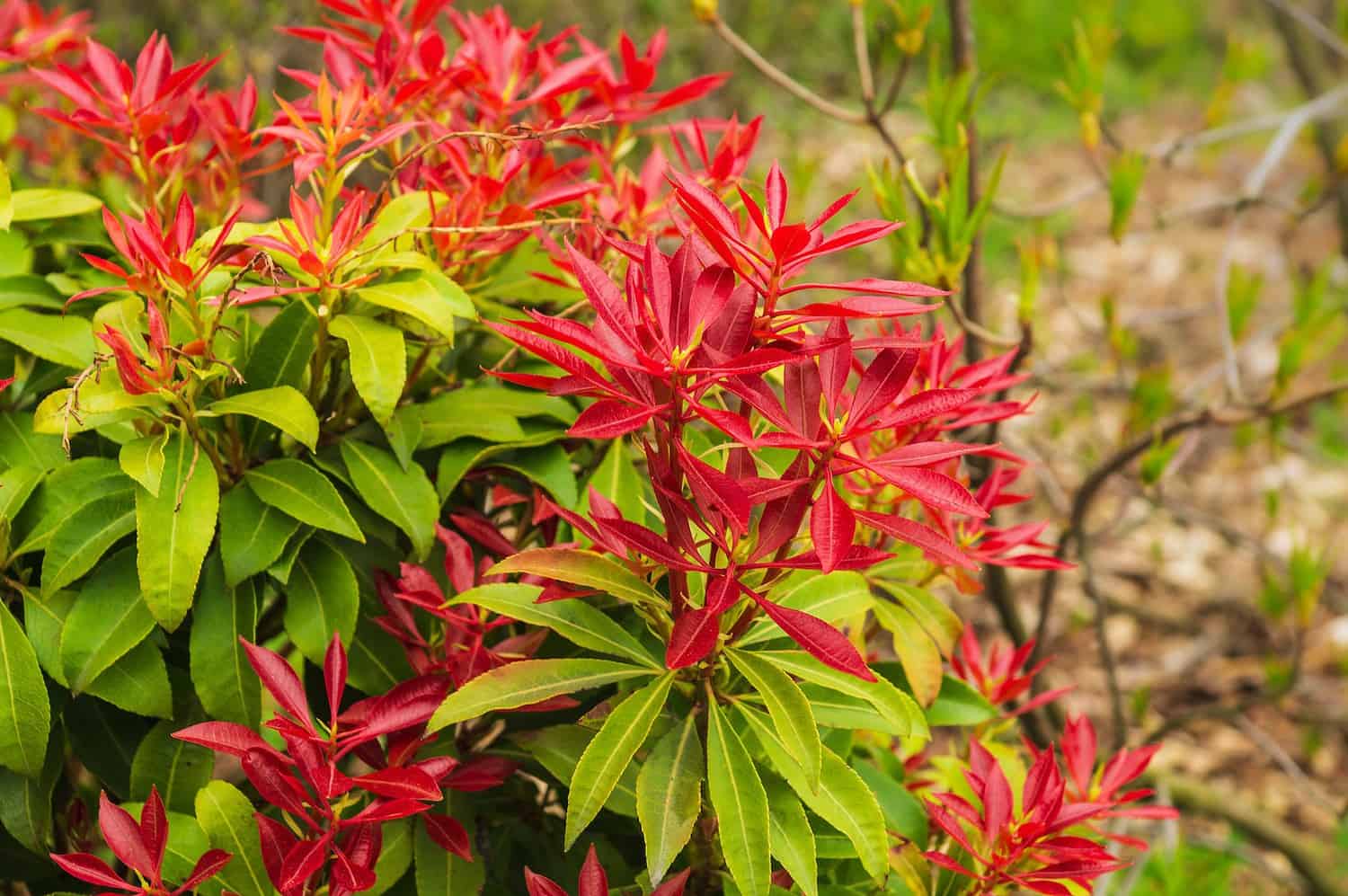 Pieris japonica (Japanese andromeda) showing bright red new growth, green mature leaves, clustered in bush formation, garden setting