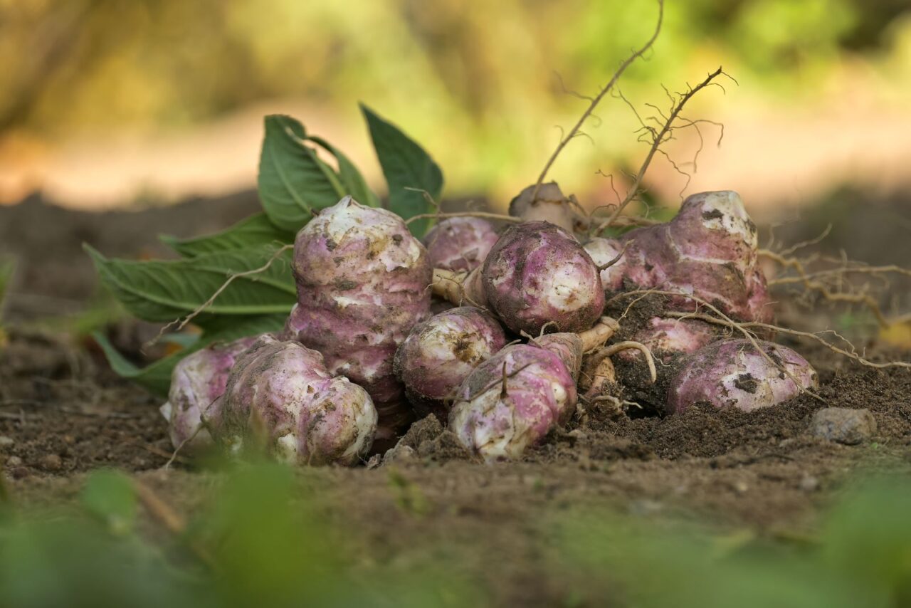 Freshly harvested Chinese artichokes, light brown and purple skin, clumped together on soil, green leaves attached, natural outdoor setting