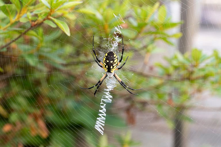 Black and yellow garden spider, centered in its web, zigzag silk pattern below, green foliage in background, outdoors in natural garden setting