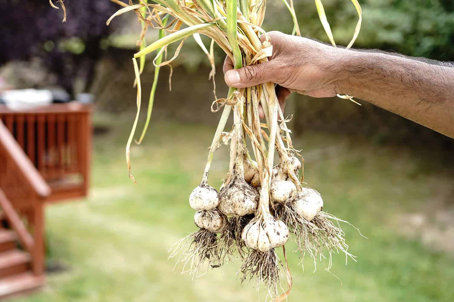 Hand holding freshly harvested garlic, roots and stems still attached, outdoor garden setting, blurred background, natural sunlight, homegrown organic produce, earthy and rustic appearance