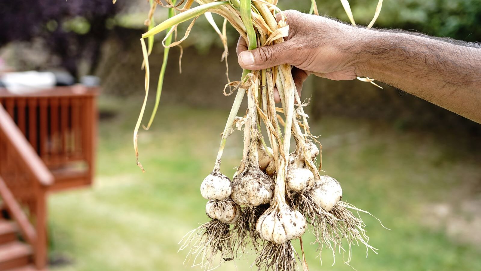 Hand holding freshly harvested garlic, roots and stems still attached, outdoor garden setting, blurred background, natural sunlight, homegrown organic produce, earthy and rustic appearance