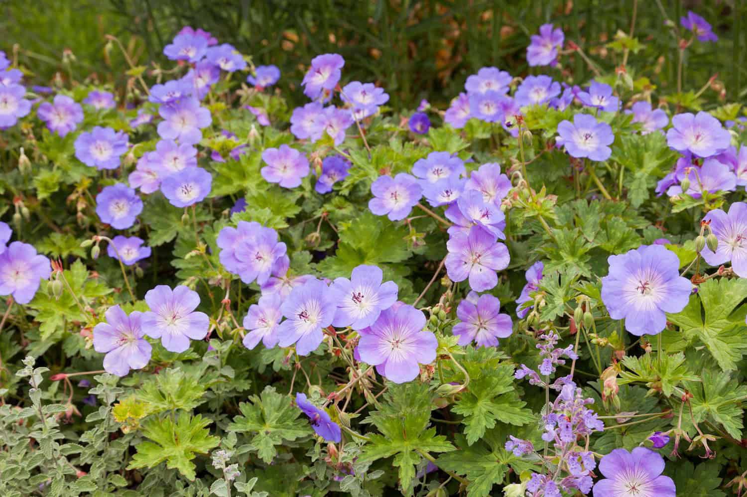 Purple geranium flowers with five petals and yellow centers growing in clusters amid bright green foliage in garden