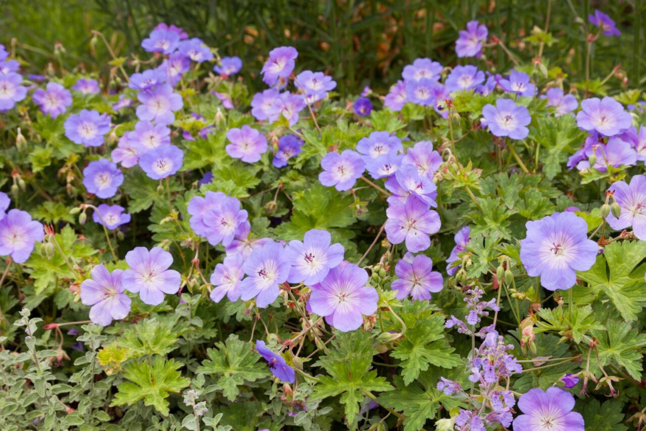 Purple geranium flowers with five petals and yellow centers growing in clusters amid bright green foliage in garden