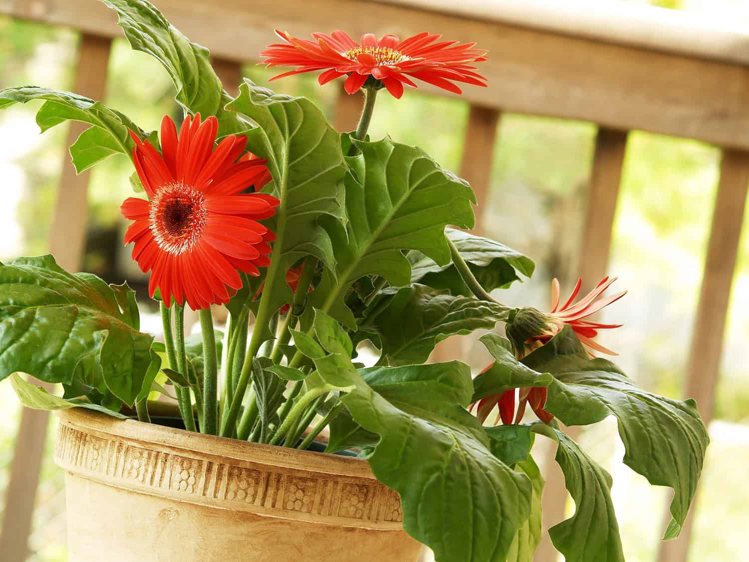 Red Gerbera daisies in a decorative pot, lush green leaves, wooden railing in the background, natural outdoor setting