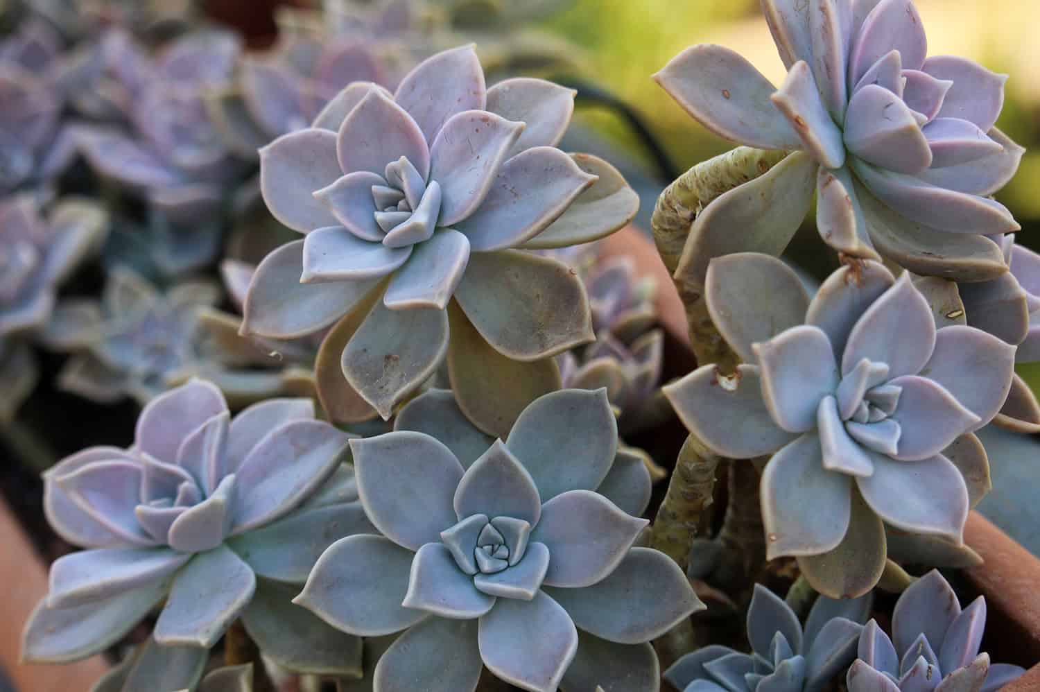 Cluster of pale blue-green succulents with rosette formations. The plants have fleshy, symmetrical leaves arranged in compact spiral patterns