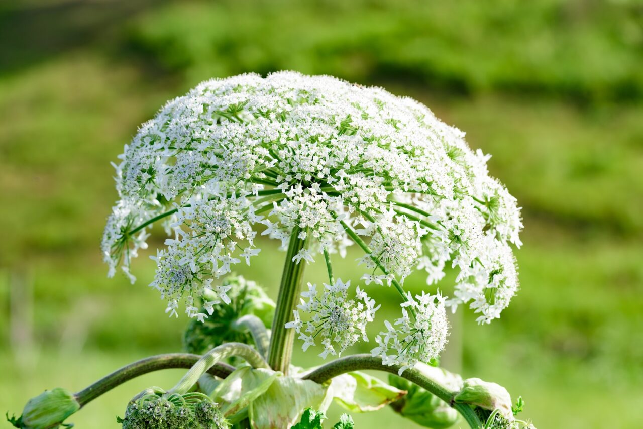 A large, umbrella-shaped cluster of tiny white flowers atop thick green stems, set against a blurred green hillside background
