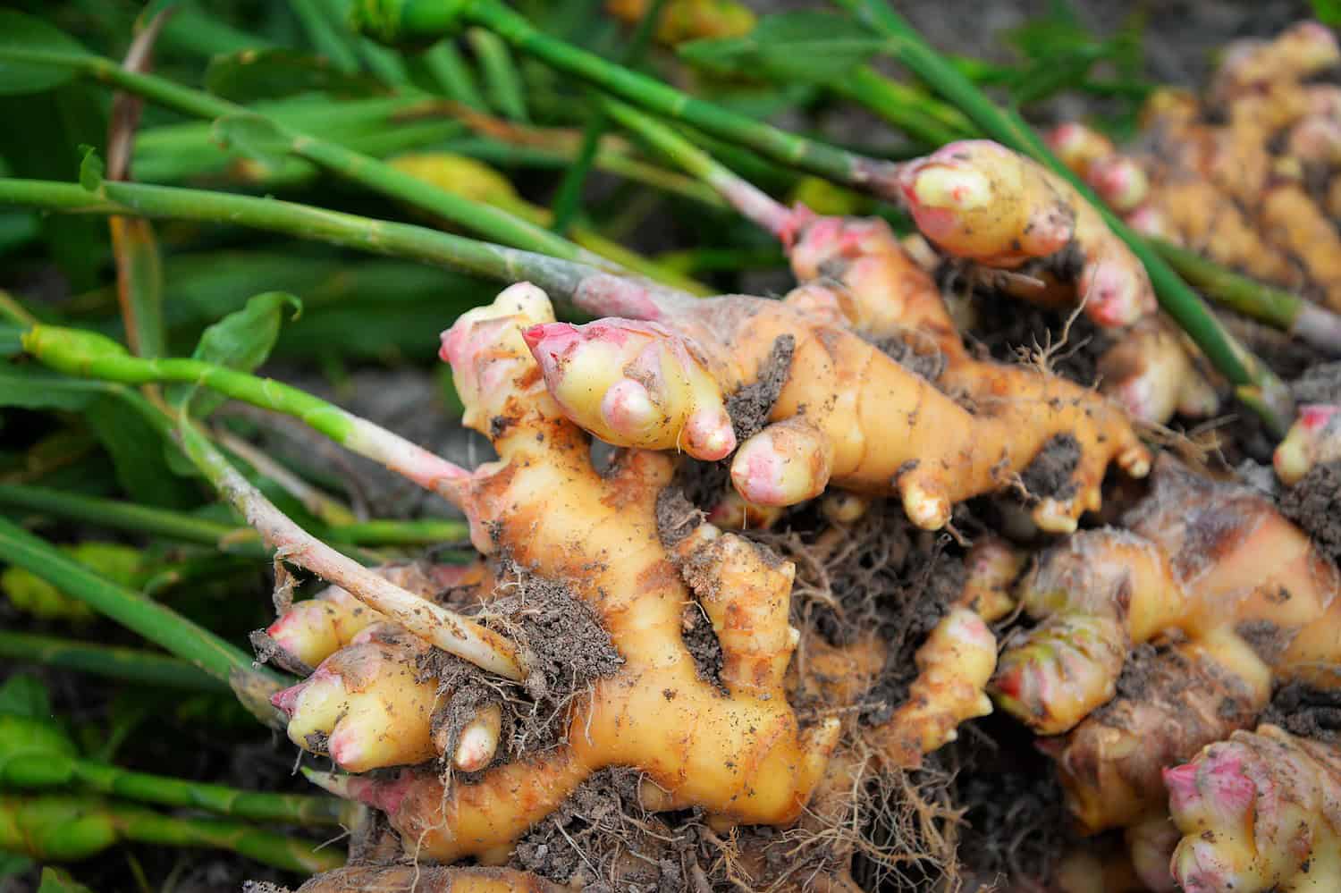 Freshly harvested ginger roots covered with soil, displaying their knobby, pale yellow surface and pinkish tips, with green stems attached