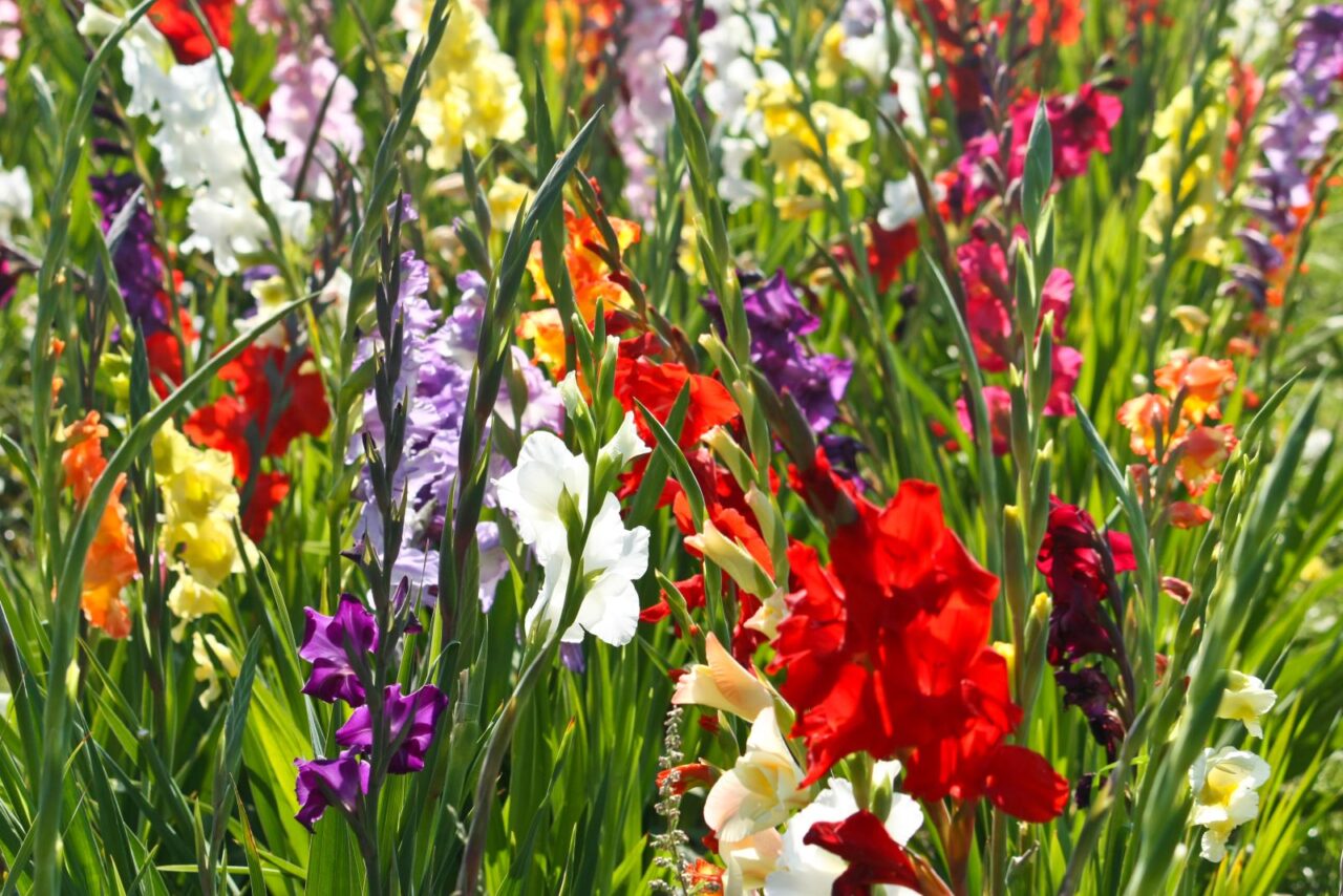 Colorful gladioli flowers blooming in a garden bed