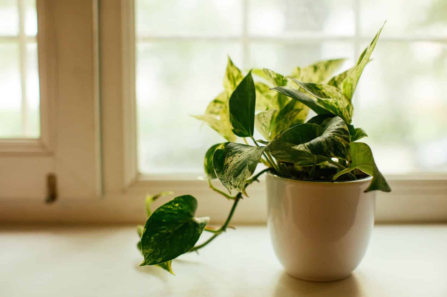 Pothos plant with variegated green and yellow leaves in white pot on windowsill, natural light coming through window