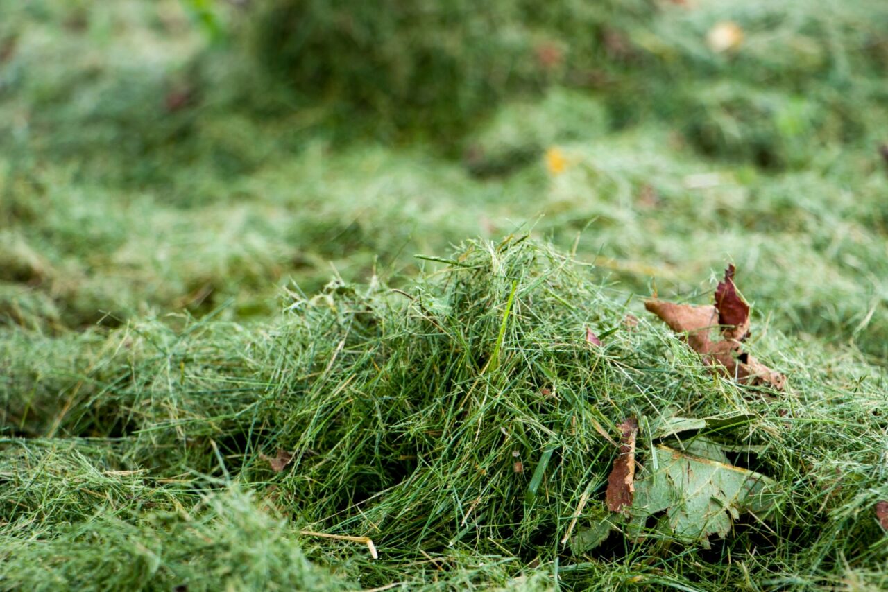 Freshly cut grass clippings, scattered green lawn trimmings, recently mowed yard, clippings left after lawn mowing, piles of grass on the ground