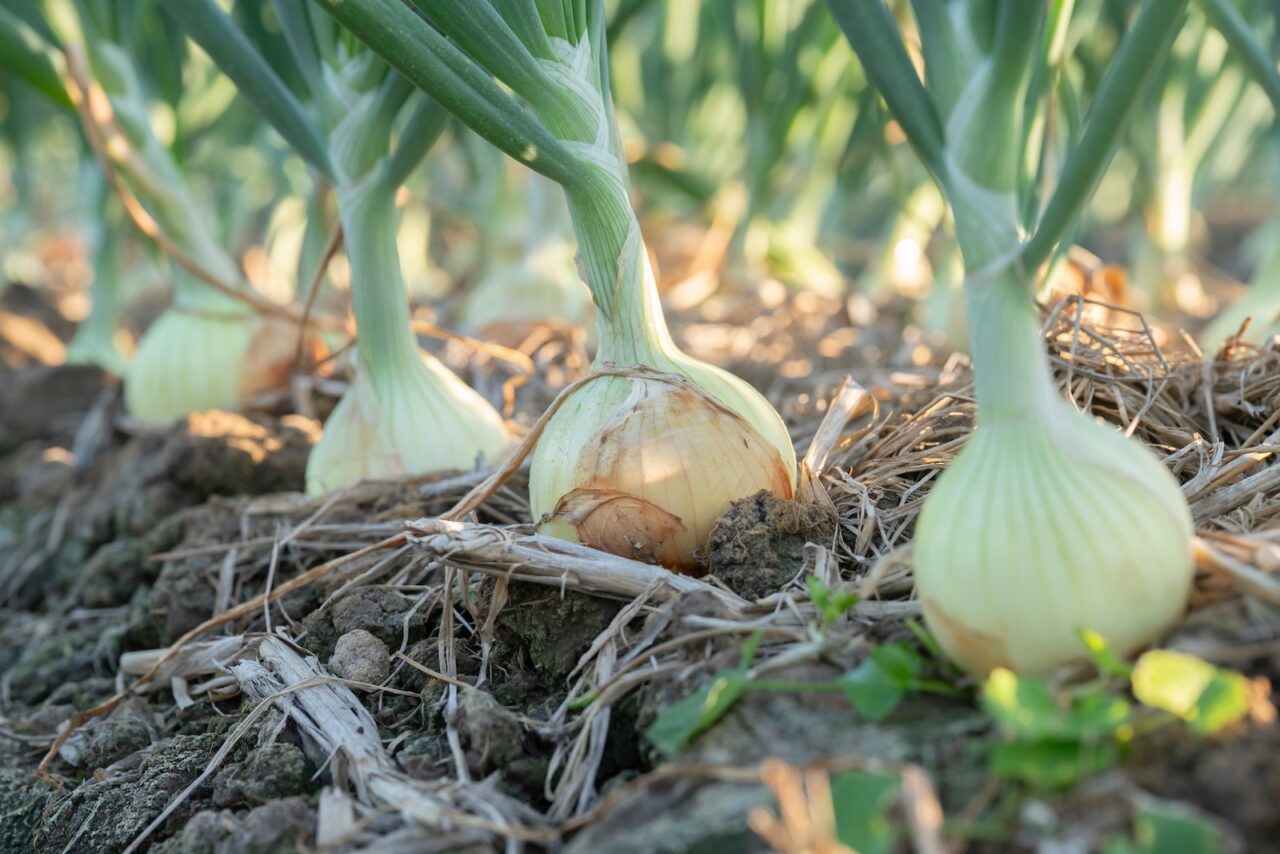 Fresh onions growing in a field, partially exposed, surrounded by green leaves and dry mulch