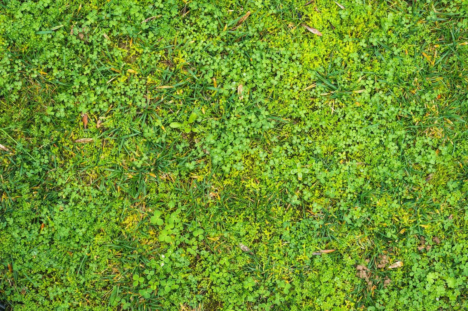 Green grass with small clover leaves, dense ground cover, natural lawn texture, mix of grass and weeds, vibrant greenery, fresh and healthy vegetation