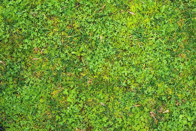 Green grass with small clover leaves, dense ground cover, natural lawn texture, mix of grass and weeds, vibrant greenery, fresh and healthy vegetation