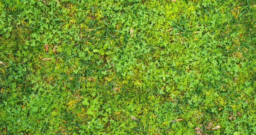 Green grass with small clover leaves, dense ground cover, natural lawn texture, mix of grass and weeds, vibrant greenery, fresh and healthy vegetation