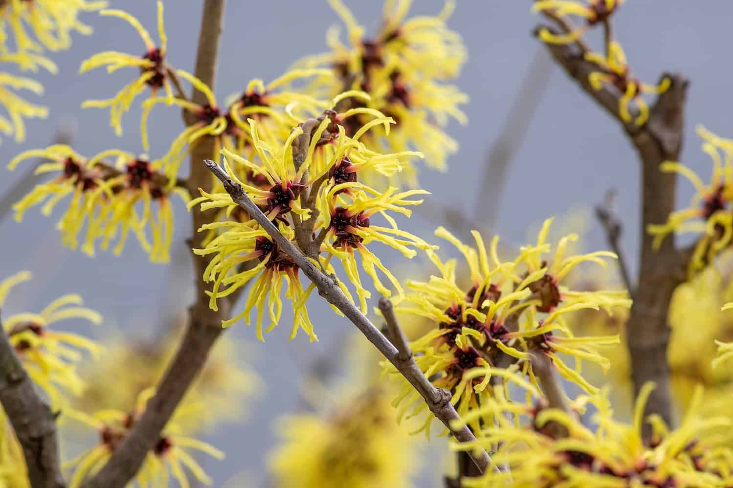 Close-up of witch hazel (Hamamelis) flowers, yellow spidery petals, dark red centers, brown branches, blue sky background