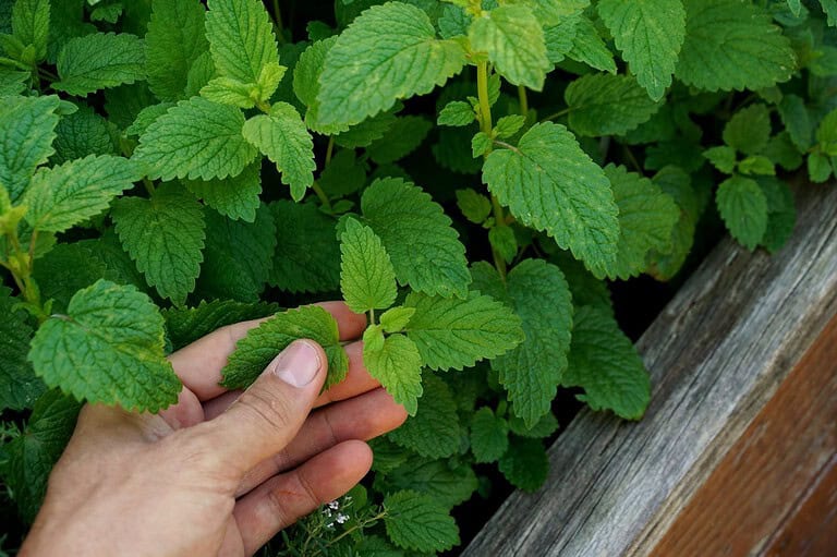 Hand touching fresh green lemon balm leaves, vibrant herb garden, raised wooden garden bed, healthy aromatic plant