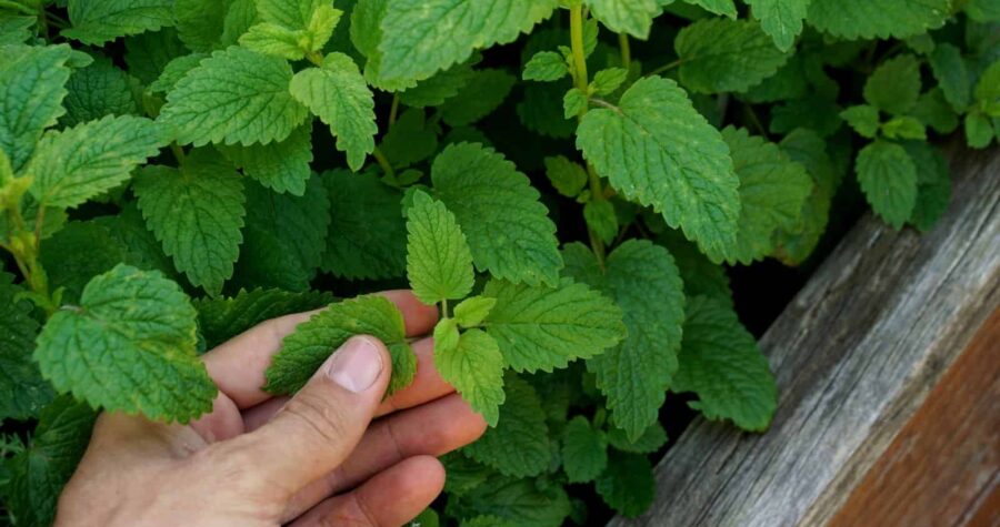 Hand touching fresh green lemon balm leaves, vibrant herb garden, raised wooden garden bed, healthy aromatic plant
