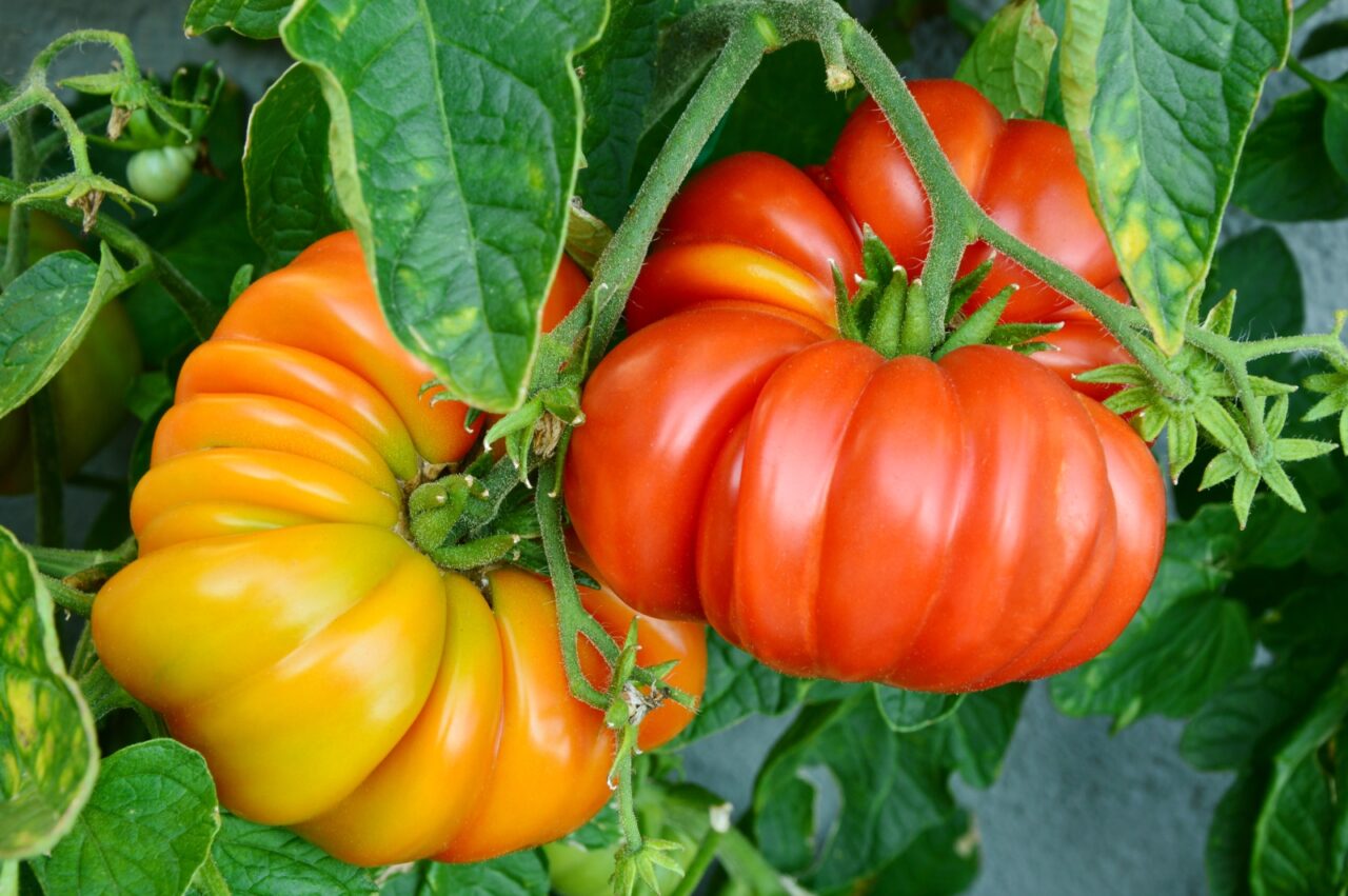 Heirloom tomatoes in various colors and shapes, with visible ridges and natural imperfections