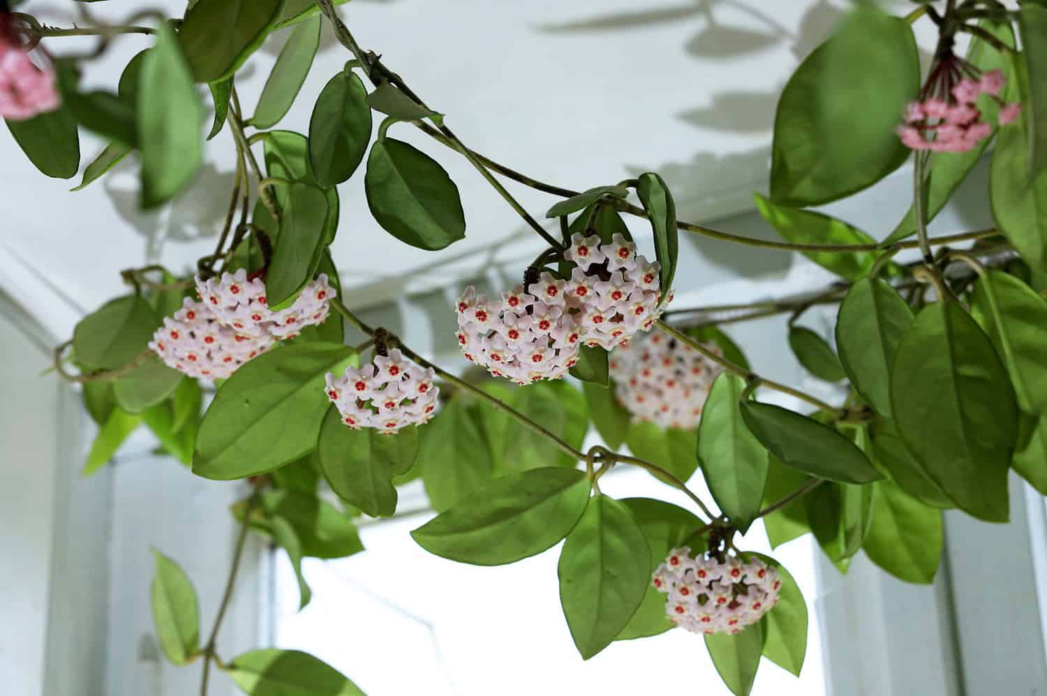 Hoya plant with waxy green leaves and clusters of small pink star-shaped flowers hanging from climbing vines indoors