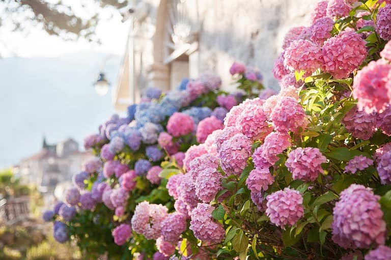 Pink and purple hydrangeas in full bloom, lush flowers along a sunlit stone wall, soft natural lighting, charming garden setting, elegant and vibrant floral display