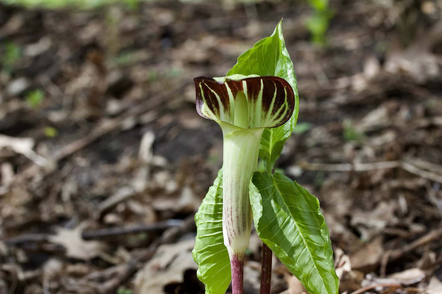 Close-up of a Jack-in-the-pulpit plant showing its distinctive hooded green flower with dark burgundy striped interior