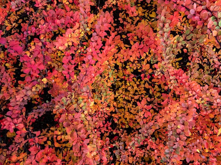 Japanese Barberry shrub displaying vibrant autumn foliage in shades of red, orange, pink, and yellow creating dense colorful mass