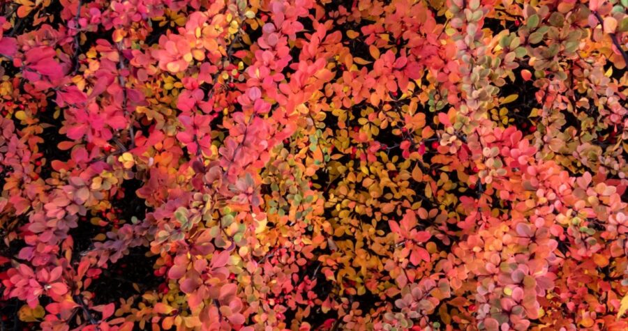 Japanese Barberry shrub displaying vibrant autumn foliage in shades of red, orange, pink, and yellow creating dense colorful mass