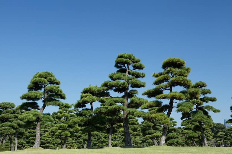 12 Small Christmas Trees That Will Steal the Show This Season