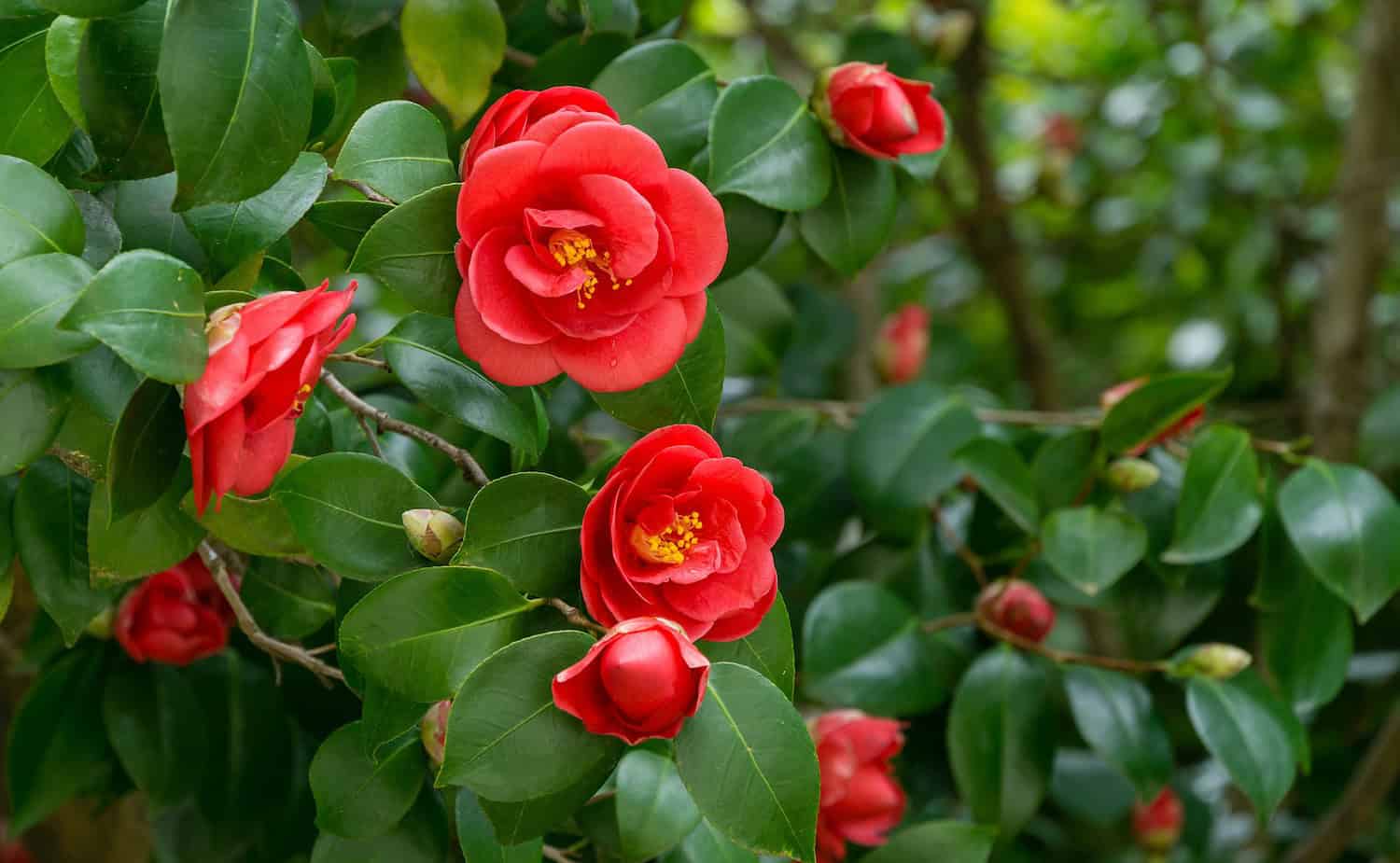 Red camellia flowers in full bloom, glossy green leaves, garden setting, vibrant petals, natural beauty, fresh buds, outdoor plant