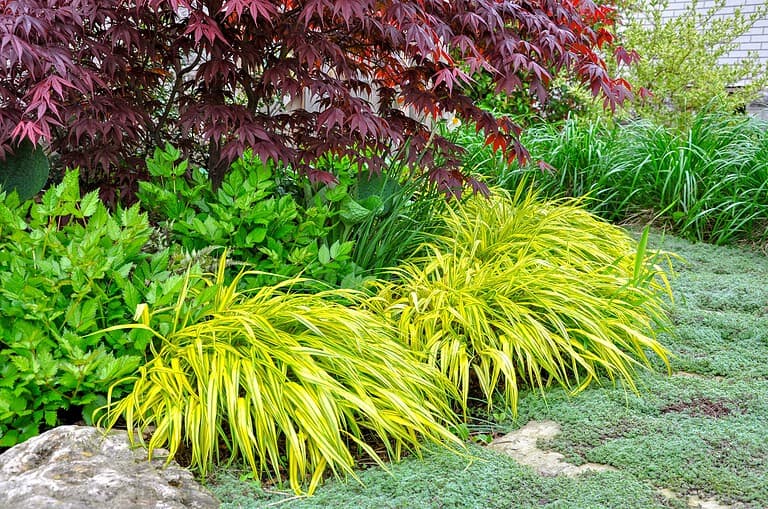 Landscaped garden bed with bright yellow Japanese forest grass in foreground, vibrant green ferns in middle, and red-burgundy foliage plants as backdrop