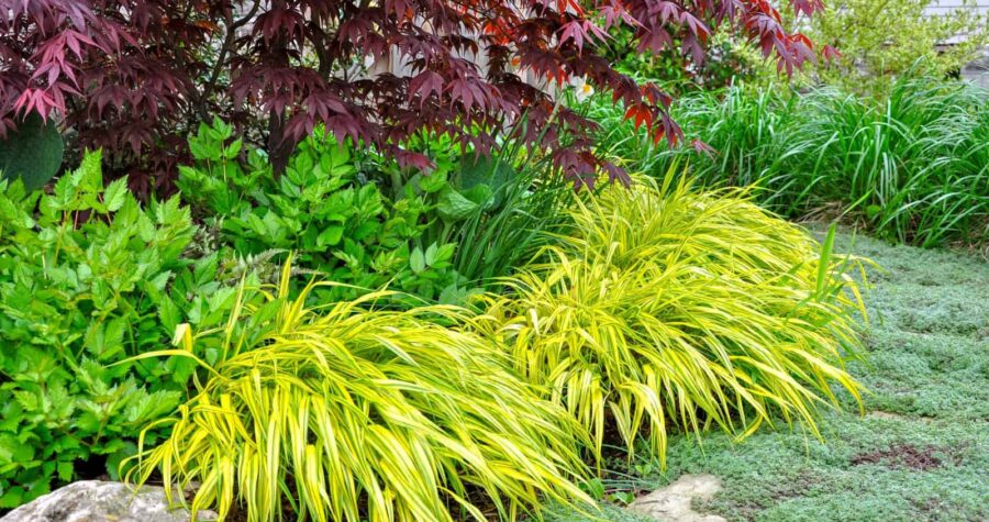 Landscaped garden bed with bright yellow Japanese forest grass in foreground, vibrant green ferns in middle, and red-burgundy foliage plants as backdrop