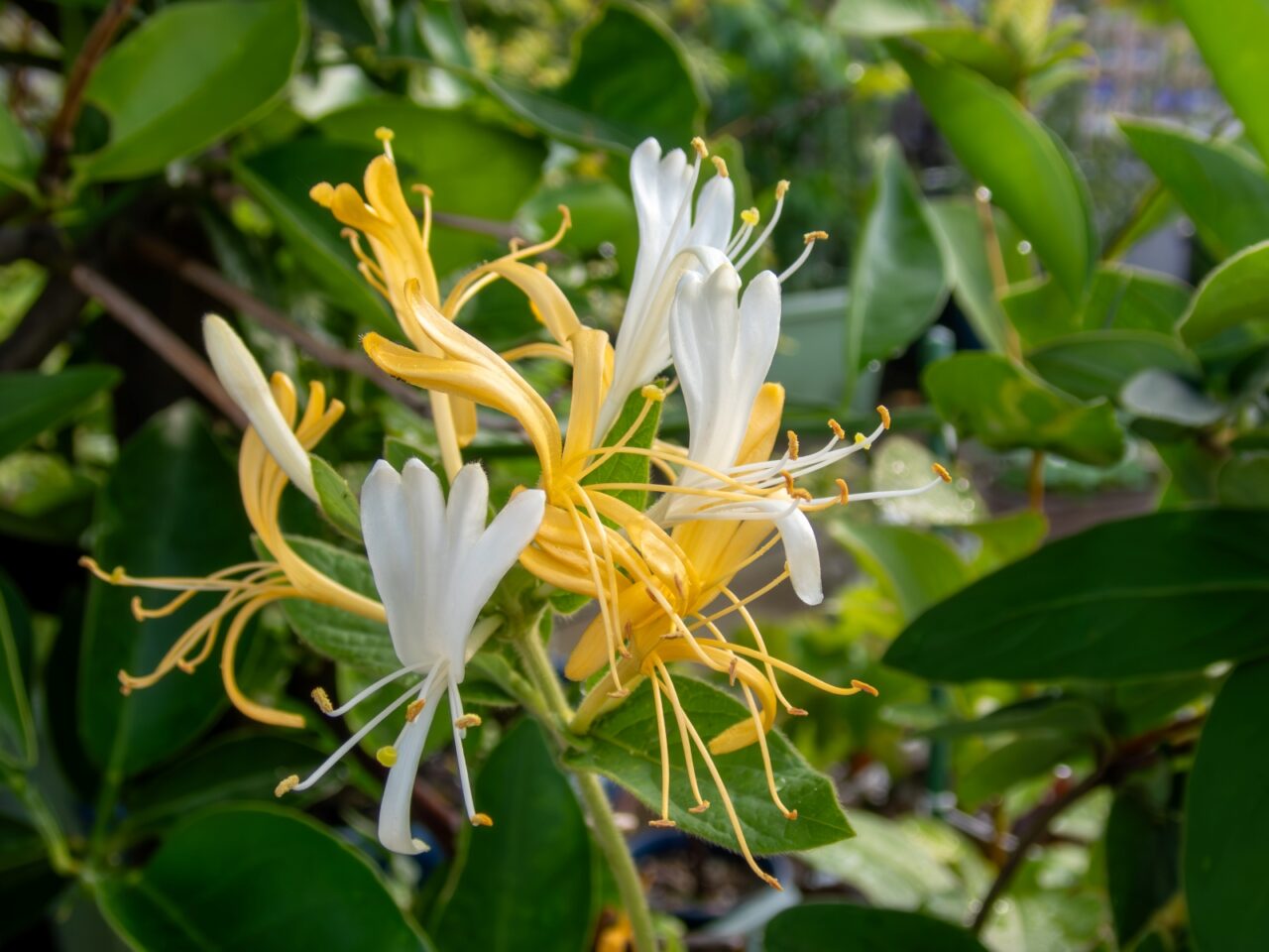 Japanese honeysuckle flowers with white and yellow tubular blooms and long protruding stamens among green oval leaves