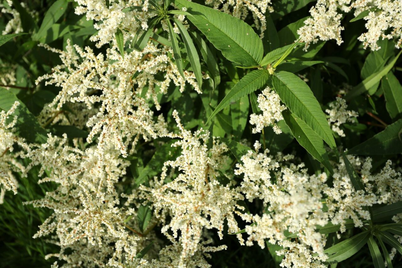 Dense cluster of Japanese Knotweed with white feathery flowers and broad green leaves in bright sunlight on a natural background