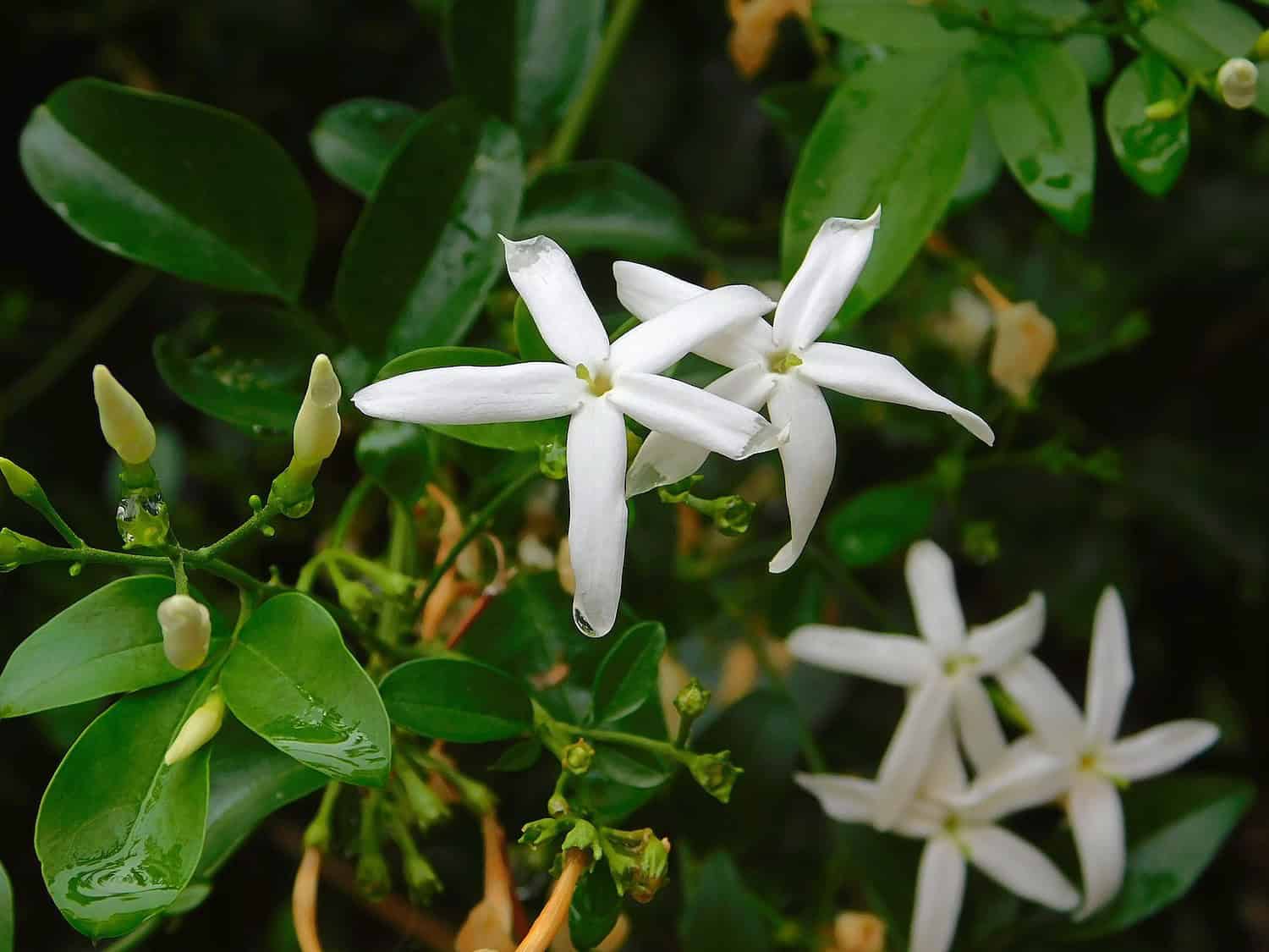 Asian Jasmine with glossy green leaves, small buds visible among the foliage