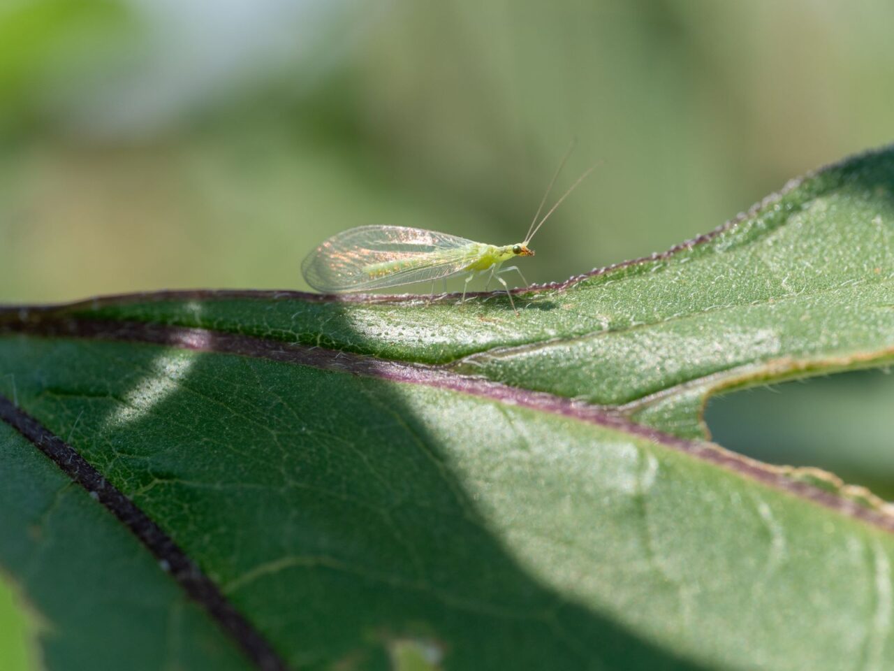 Close-up of a small insect sitting on a leaf, insect partially camouflaged, fine details visible on the leaf, bright natural lighting highlighting the insect's shape, subtle shadows cast on the leaf