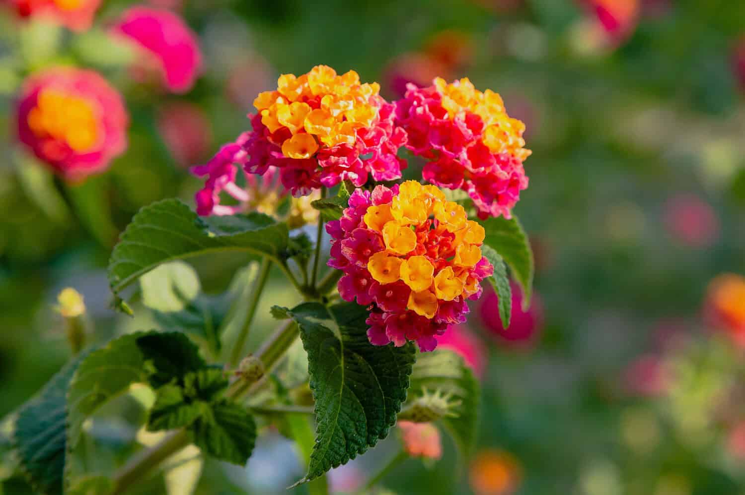 Vibrant lantana flowers in orange, yellow and pink clusters, green foliage, blurred background