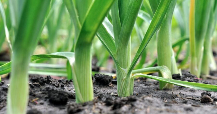 Close-up of leek plants growing in soil, with long green stems and a few roots visible, bright green leaves emerging from the ground