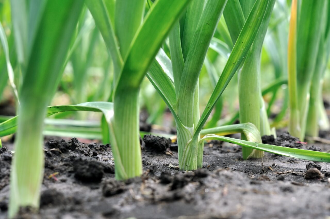 Close-up of leek plants growing in soil, with long green stems and a few roots visible, bright green leaves emerging from the ground