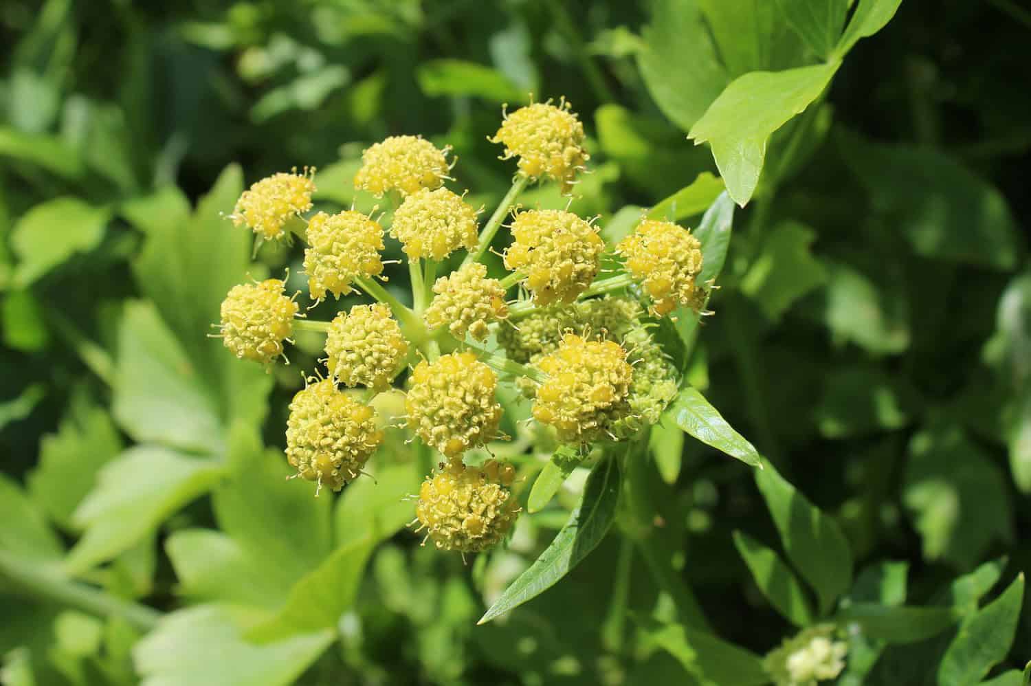Lovage plant with clusters of small yellow umbrella-shaped flowers and serrated green leaves in natural garden setting