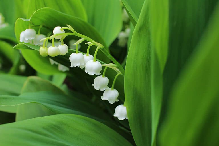 Lily of the valley flowers, small white bell-shaped blooms, hanging delicately from a thin stem, surrounded by vibrant green leaves