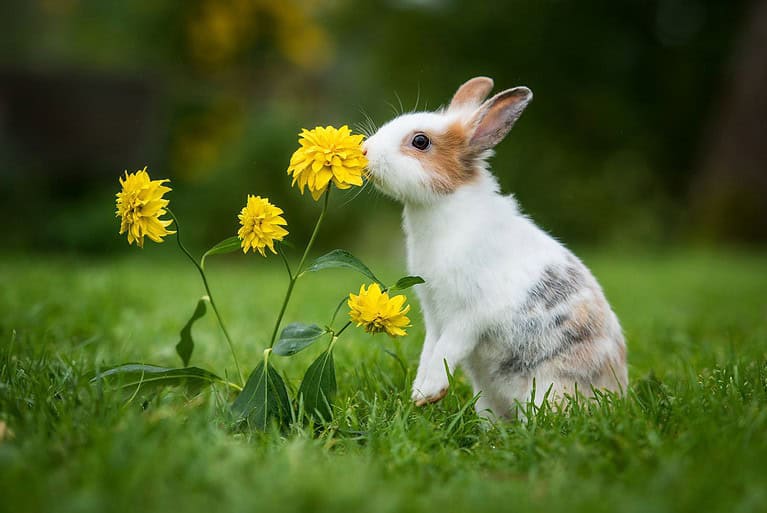 12 Garden Plants Rabbits Absolutely Hate