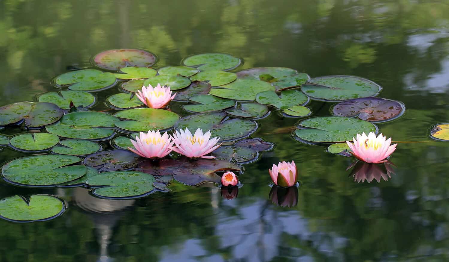 Pink water lilies floating on calm pond water, surrounded by green lily pads, serene reflection in water, peaceful natural setting